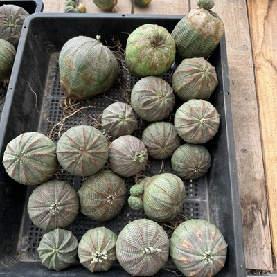 欧系布纹球新鲜到货实生满绣箭头老桩异形布纹球一物一拍潮流块根