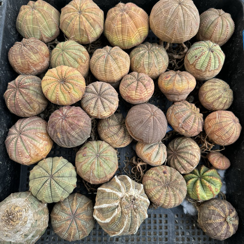彩肌布纹球老桩精品彩色布纹球欧系布纹球大戟科老桩原产地块根
