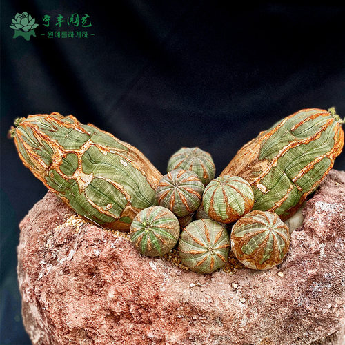 宁丰园艺锈斑拉链布纹球野生