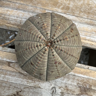 欧系布纹球实生老桩胖圆根系好适合新手入门精品布纹球