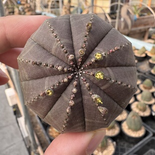 欧系布纹球,紫体胖圆。实生老家球。公球,无瑕疵,老家布纹球