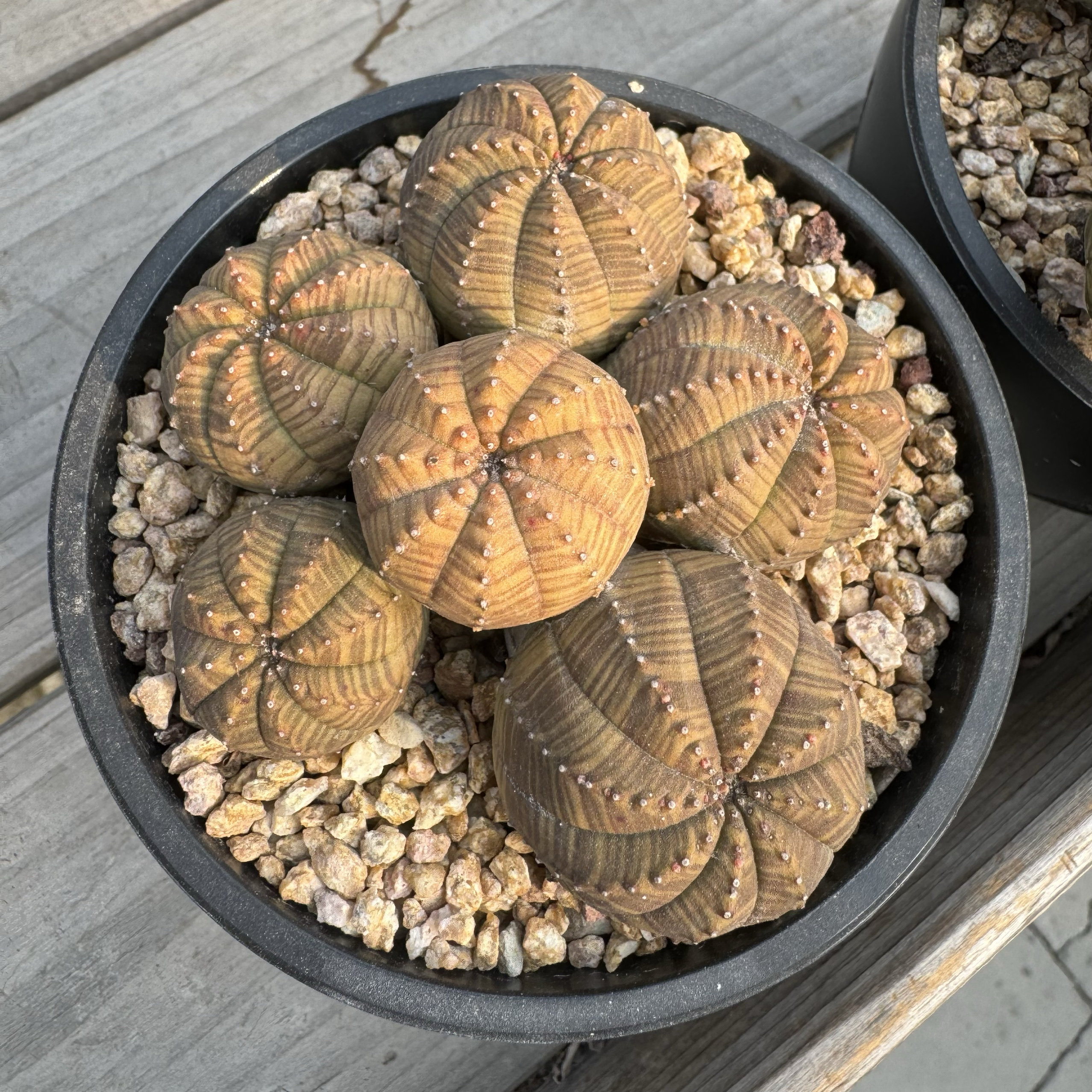 黄体布纹球，自然群木质化看下，欧系布纹球，精品全状态捧花实生,鲜花速递/花卉仿真/绿植园艺,多肉植物,淘宝优惠券,粉丝福利购,淘宝优惠卷