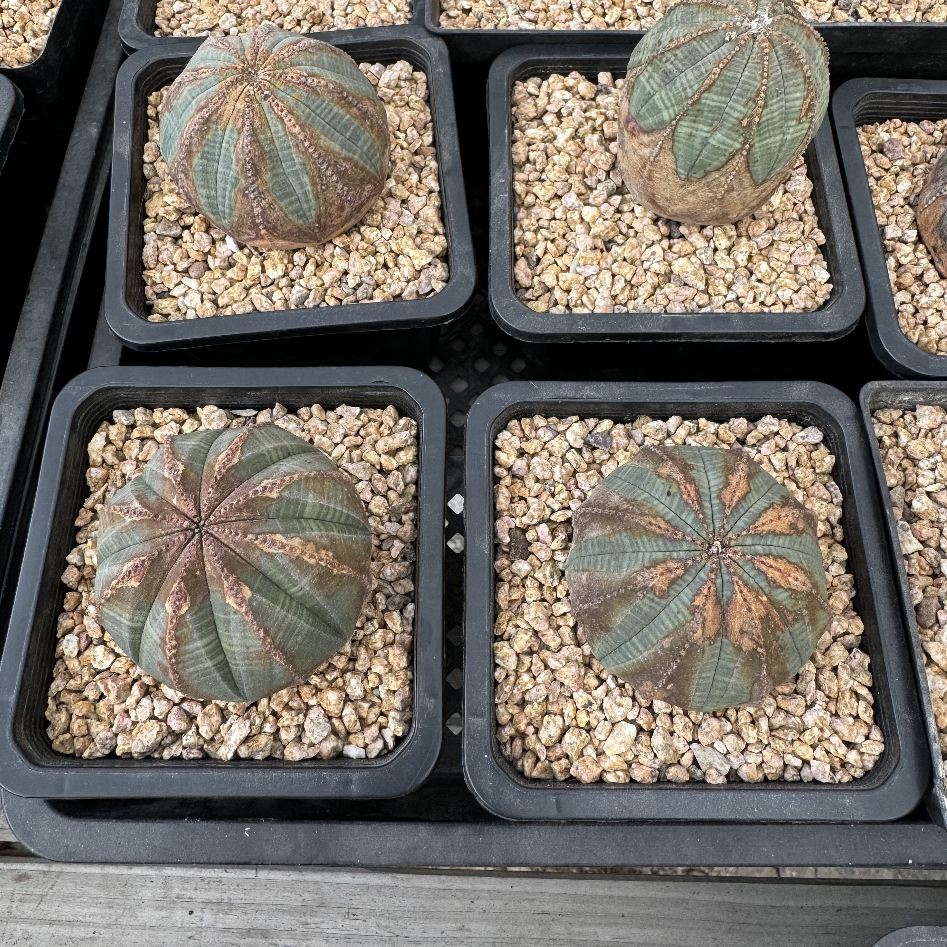 欧系布纹球胖圆体周正老球实生老家布纹球潮流块根植物熟桩满绣球