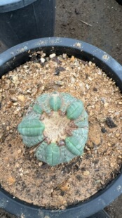 欧系布纹球轮胎球满绣精品一物一拍异形球实生变异布纹球产地布纹