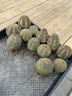 老家布纹球欧系布纹球精品满绣实生一物一拍