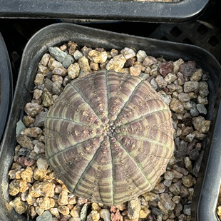 欧系布纹球方圆扁圆鳄鱼皮周正精品一物一拍大戟科实生老家布纹球