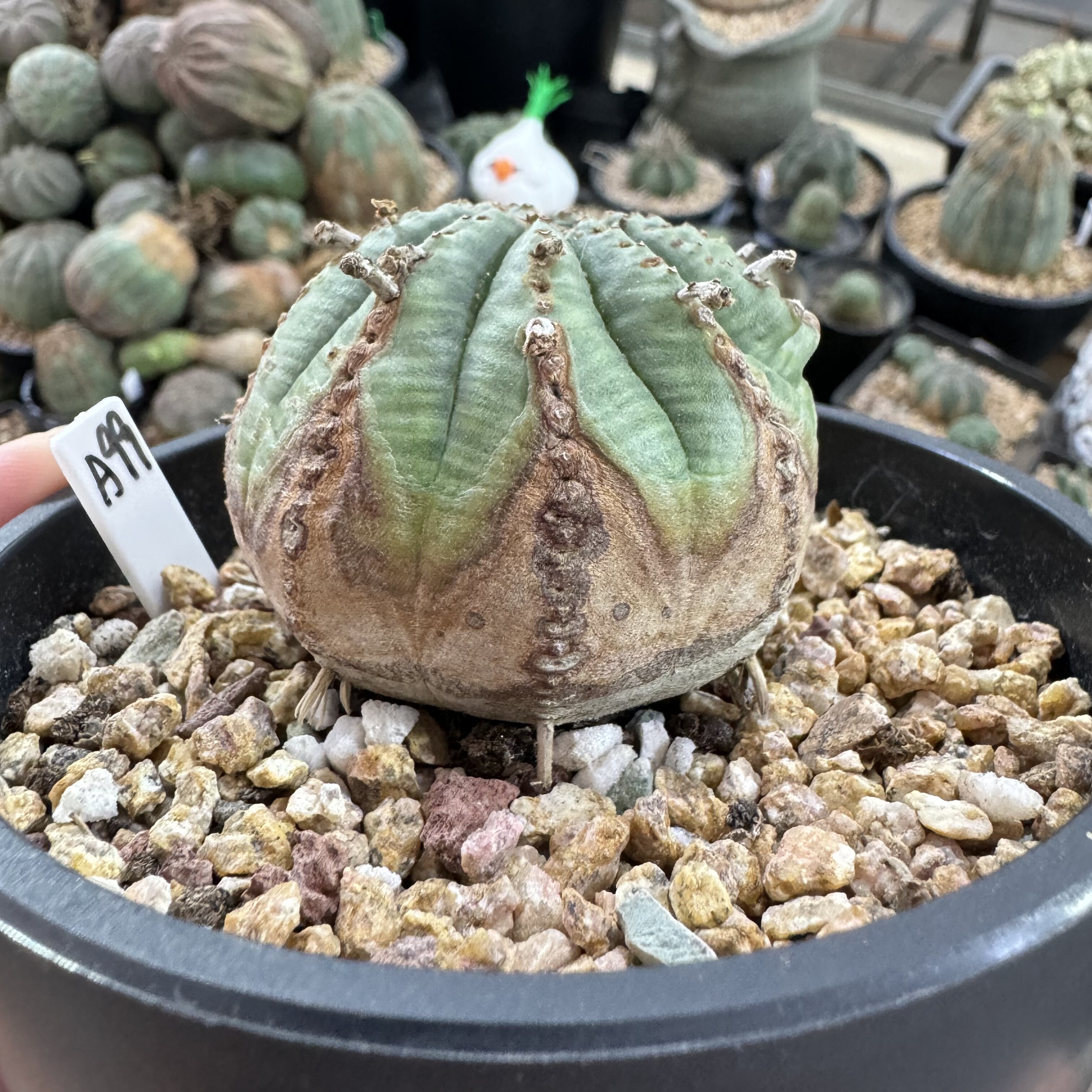 欧系布纹球满绣精品老家布纹球三角锈斑法利达基因控养球潮流块根,鲜花速递/花卉仿真/绿植园艺,多肉植物,淘宝优惠券,粉丝福利购,淘宝优惠卷