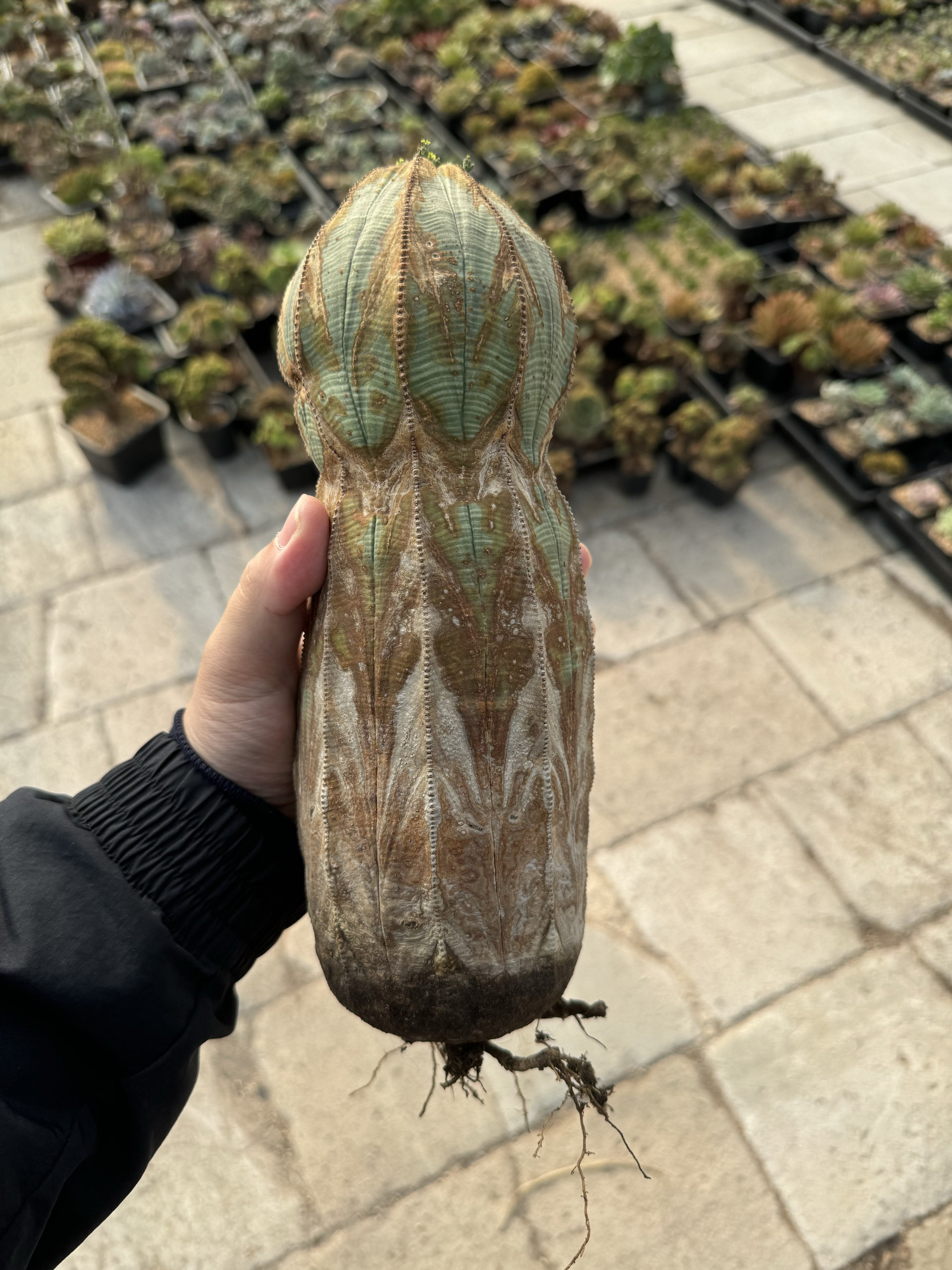 原产地欧系布纹球精品大柱子老家布纹球,鲜花速递/花卉仿真/绿植园艺,多肉植物,淘宝优惠券,粉丝福利购,淘宝优惠卷