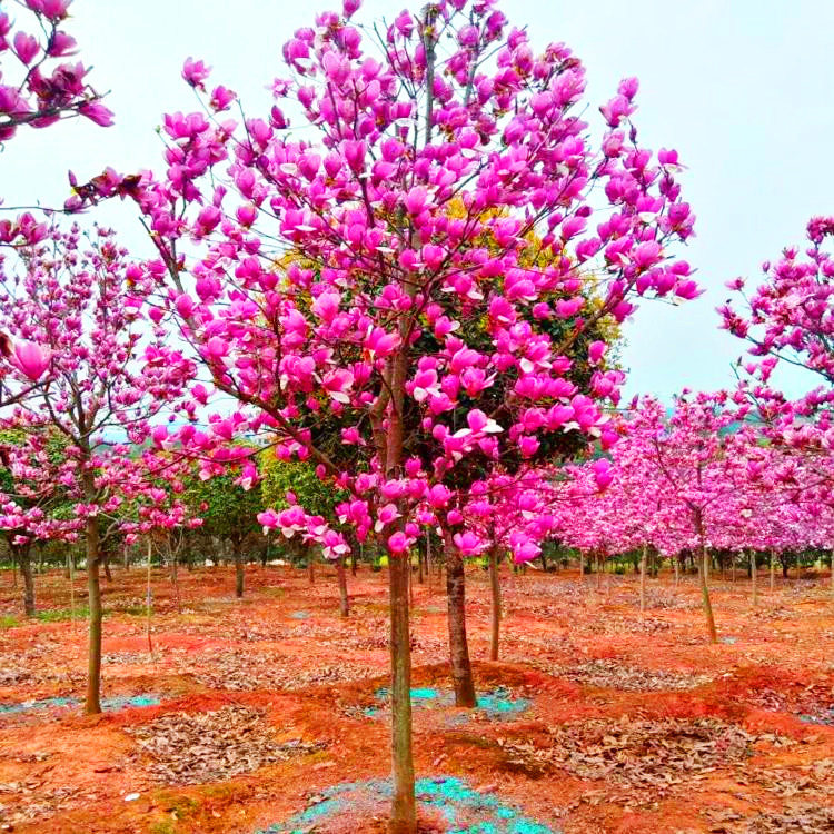 树木盆栽大型 价格 怎么样 图片