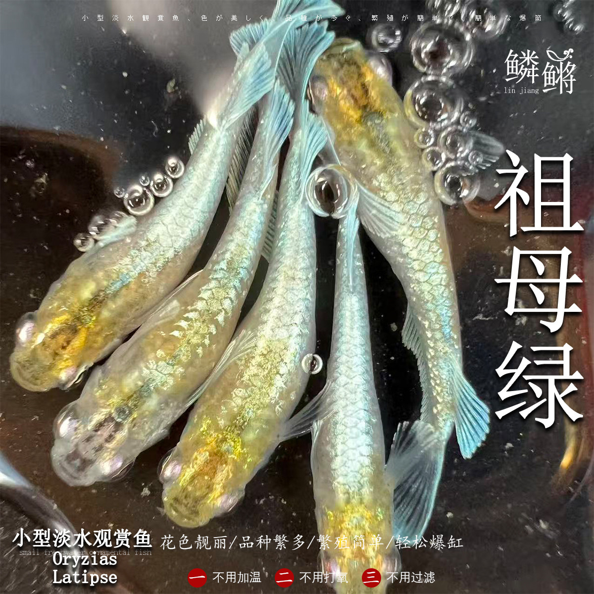 观背青鳉鱼祖母绿青鳉魔法鱼