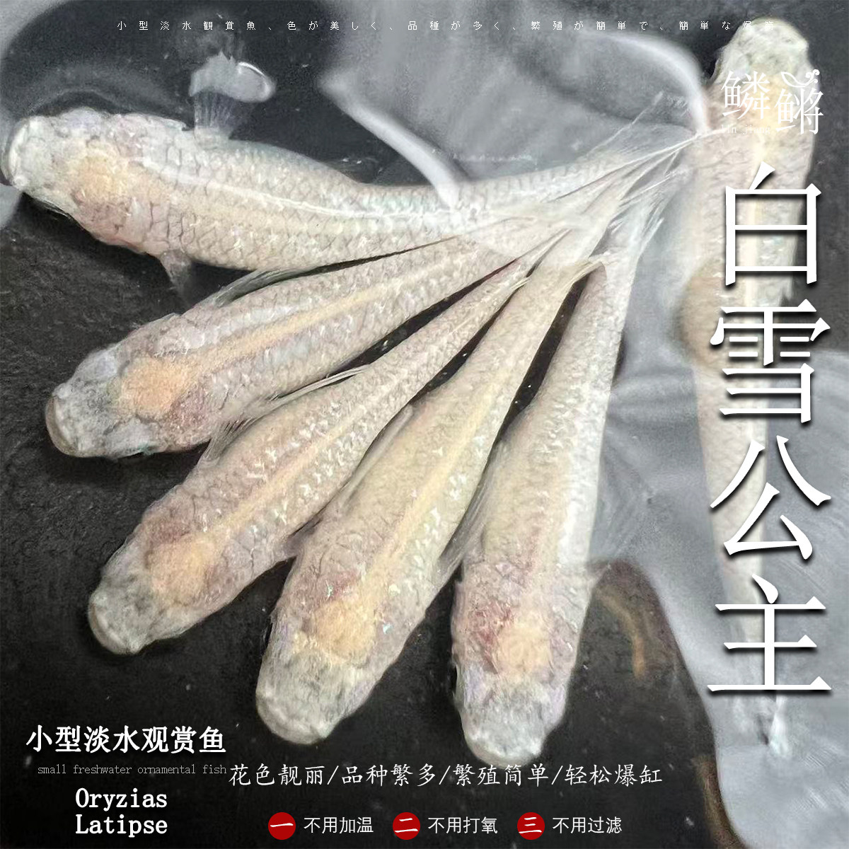 观背青鳉鱼白雪公主青鳉鱼淡水冷水群游鱼繁殖组好养耐活不打氧