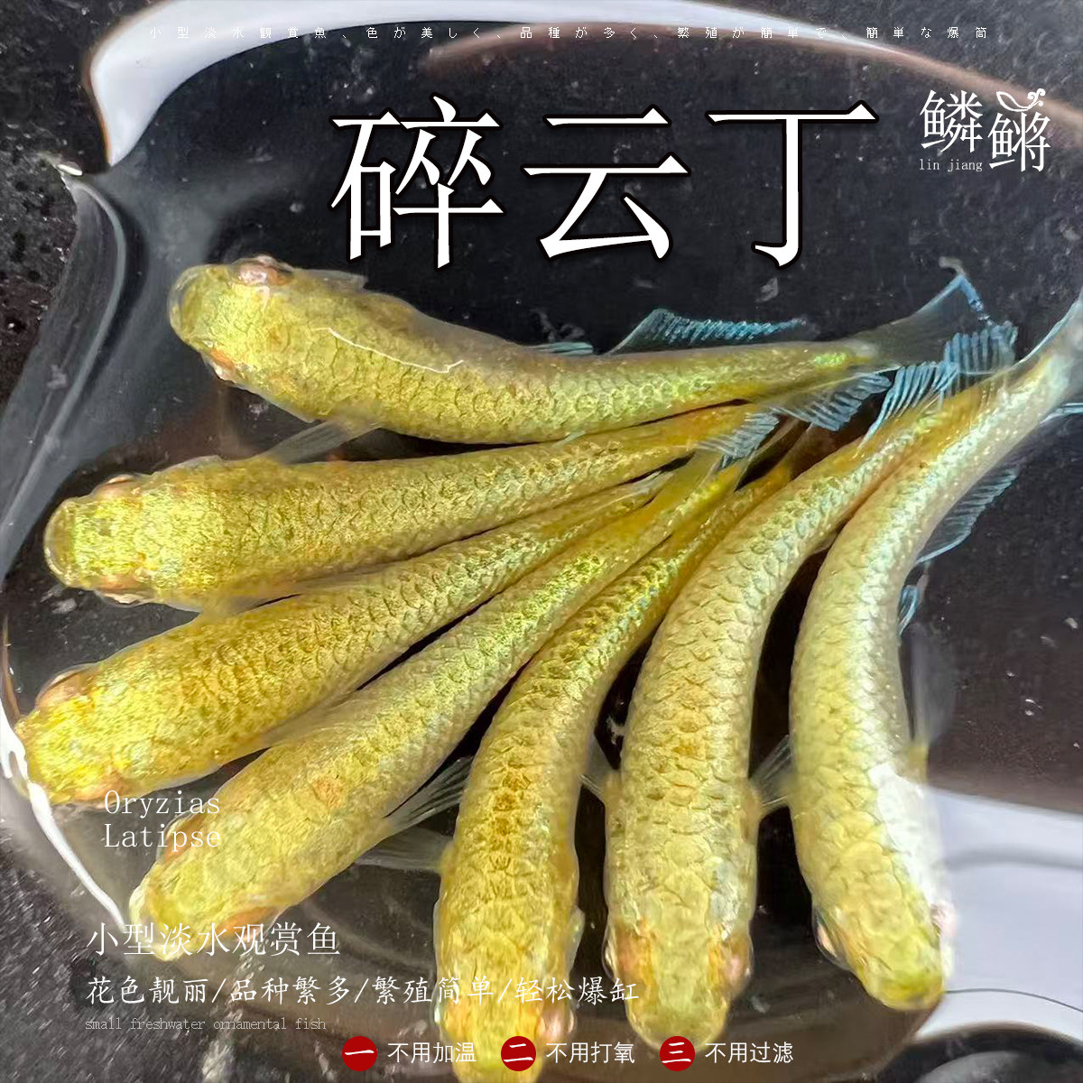 观背青鳉鱼碎云丁青鳉魔法鱼淡水