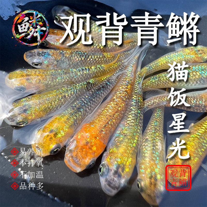 精品青鳉猫饭星光冷水鱼观赏鱼