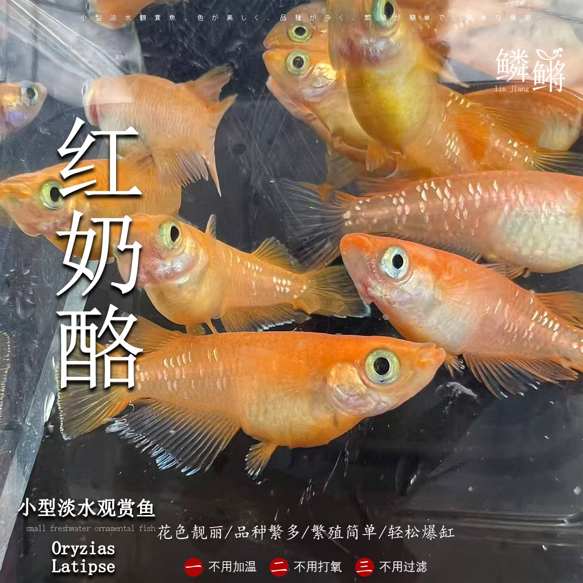 观背青鳉鱼红奶酪 青鳉鱼 淡水冷水鱼群游鱼繁殖组好养耐活不打氧
