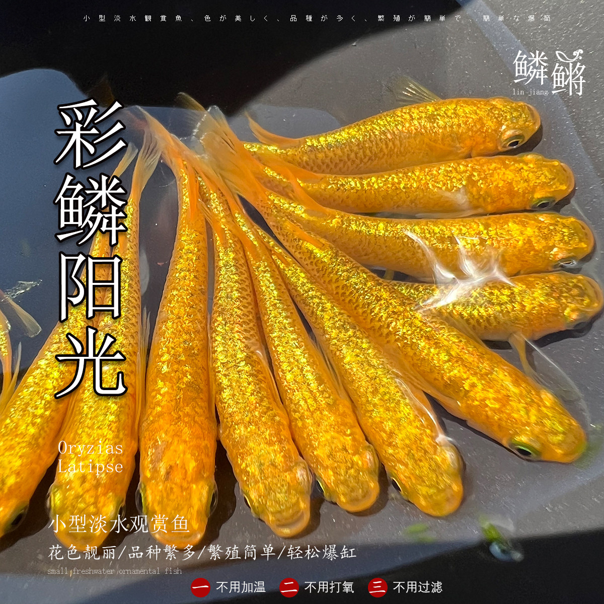 观背青鳉鱼阳光青鳉鱼魔法鱼