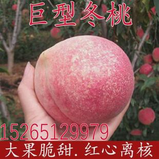 晚熟桃树苗 巨型冬桃 雪桃冬桃苗中华桃王云南冬桃树苗南北方种植