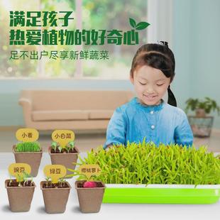儿童科学种植实验室幼儿园植物科学家庭种植包套件现货