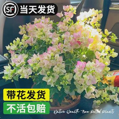 三角梅盆栽带花漳红樱爬藤植物室内庭院阳台老桩树苗绿植花卉盆景