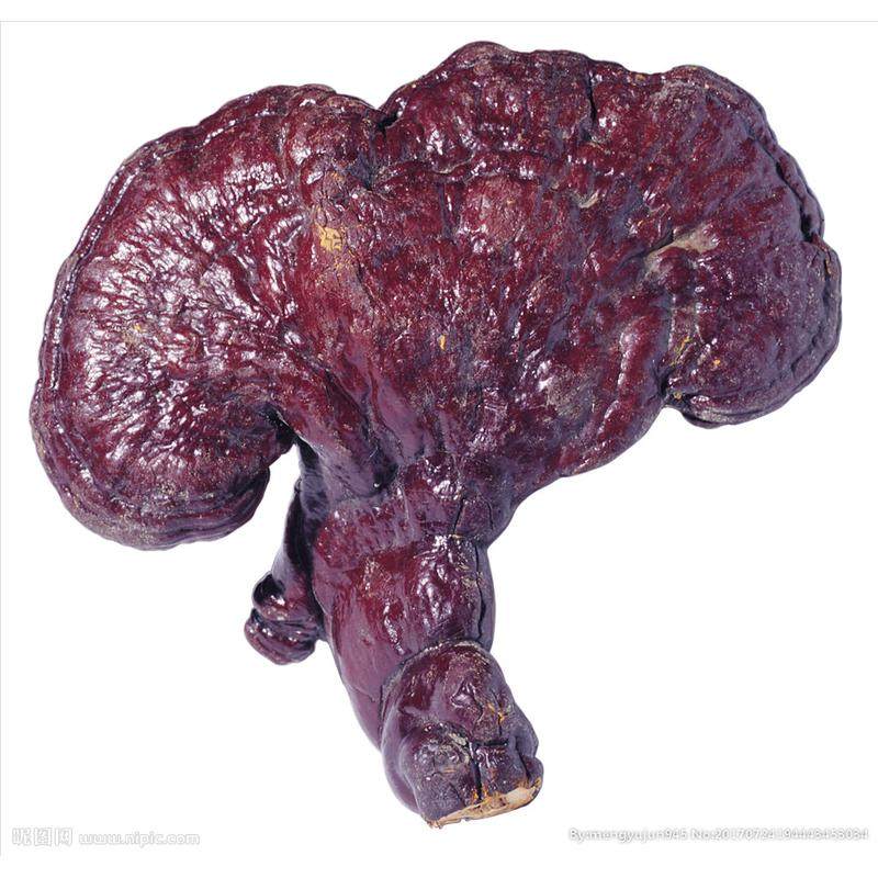 纯野生赤灵芝500克 神农架原始森林