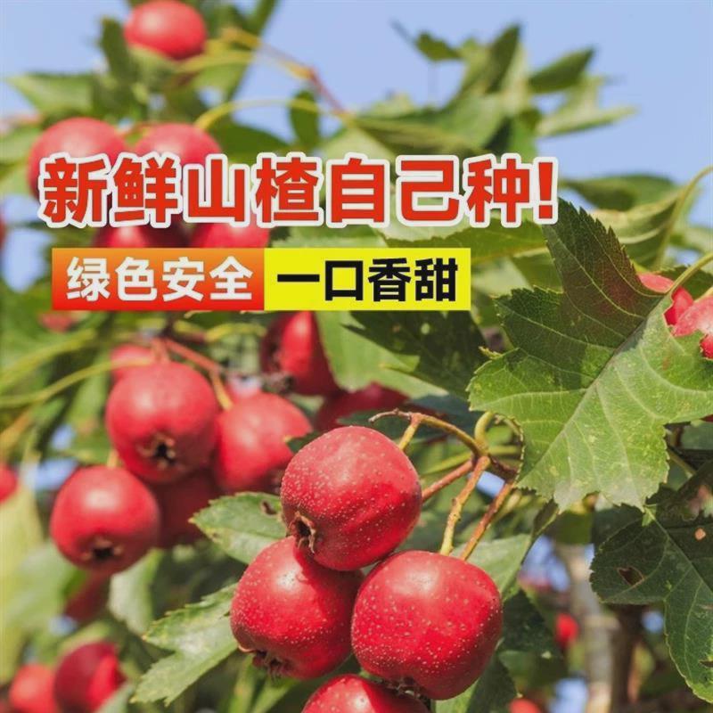 大山楂树活苗盆栽甜红子黄山楂嫁接苗歪把红地栽南北盆栽果树果苗