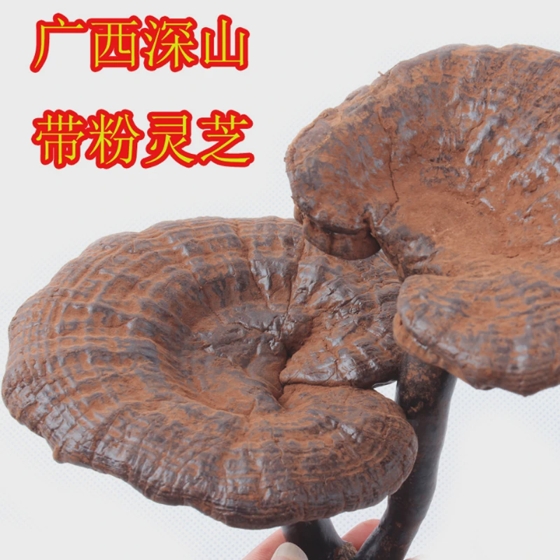 半野生黑灵芝500克广西十万大山高山紫整枝灵芝王深山含孢子粉