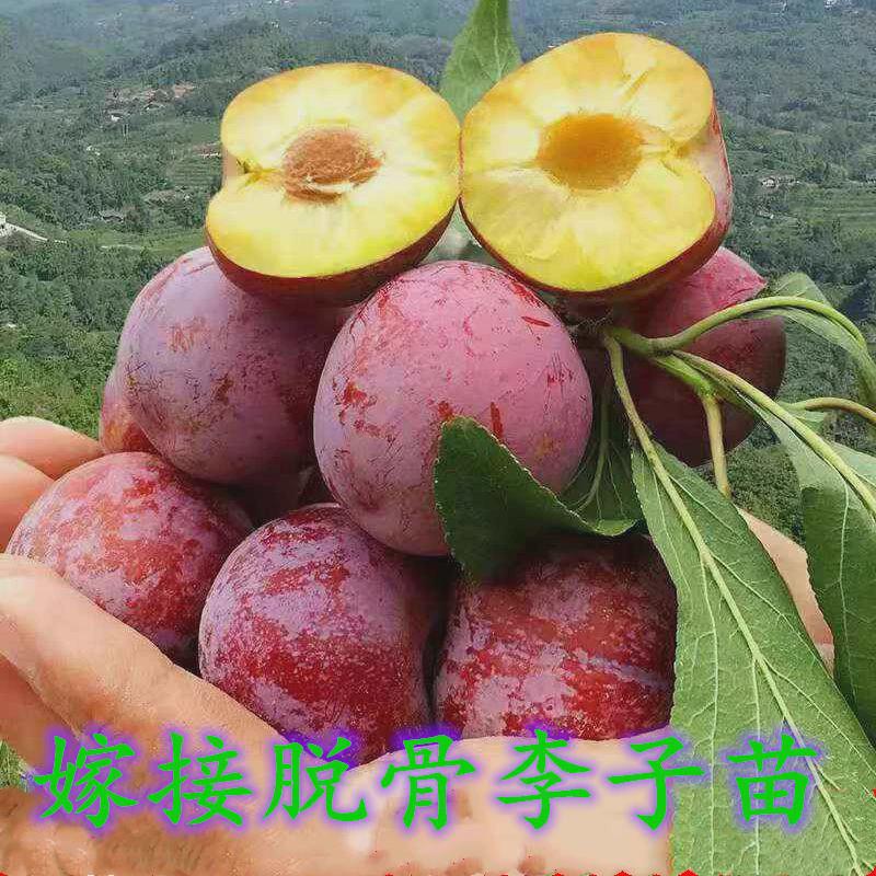 嫁接李子树苗脱骨李蜂糖李冰糖李清脆李脆红李盆栽地栽南包邮