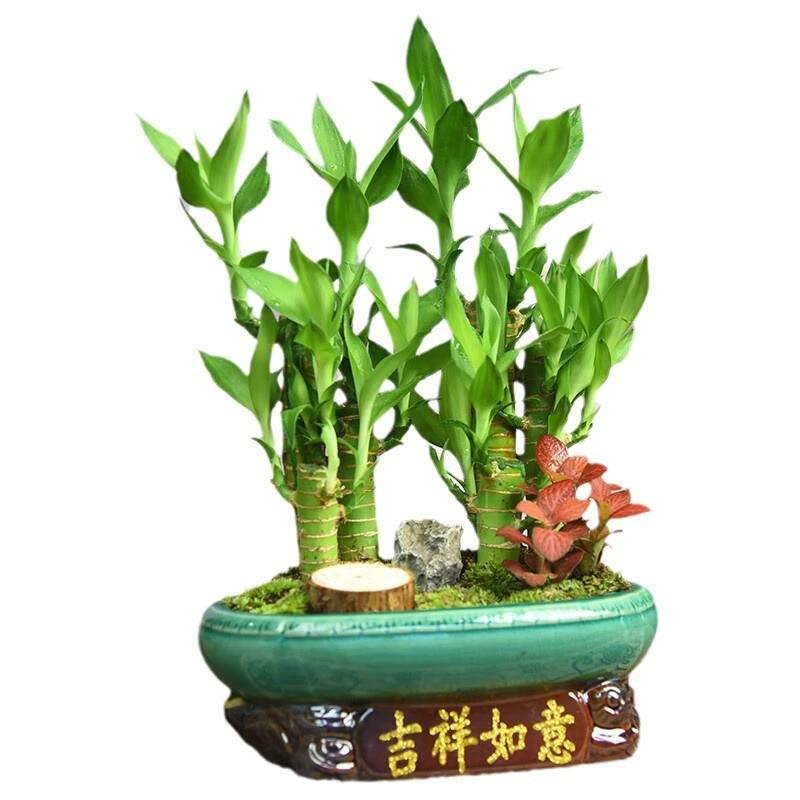 富贵竹盆栽绿植文竹茶几桌面赤楠小盆景紫砂美观植物摆件四季常青