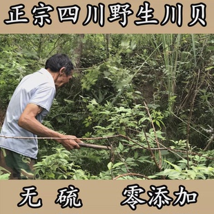 店川贝粒 特级野生官方好吃 四川野生川贝母50克中药材川贝粉正品