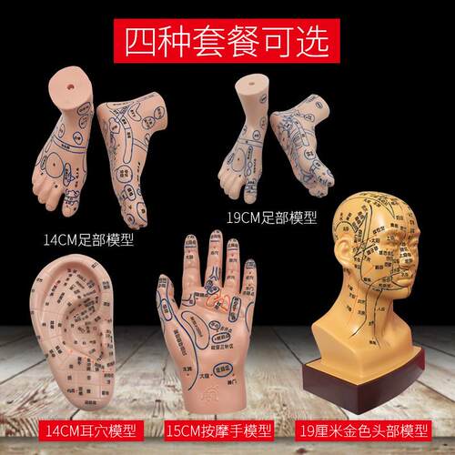 丰帆手足耳按摩模型脚部足部反射区模型按摩针灸艾灸穴位针灸模型