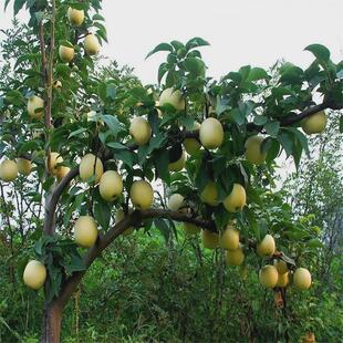 嫁接梨树苗秋月梨苗盆栽庭院地栽果树苗秋月梨子树苗南方北方种植