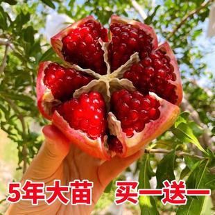 石榴树突尼斯软籽特大庭院果树地栽盆栽当年结果大红袍石榴树树苗