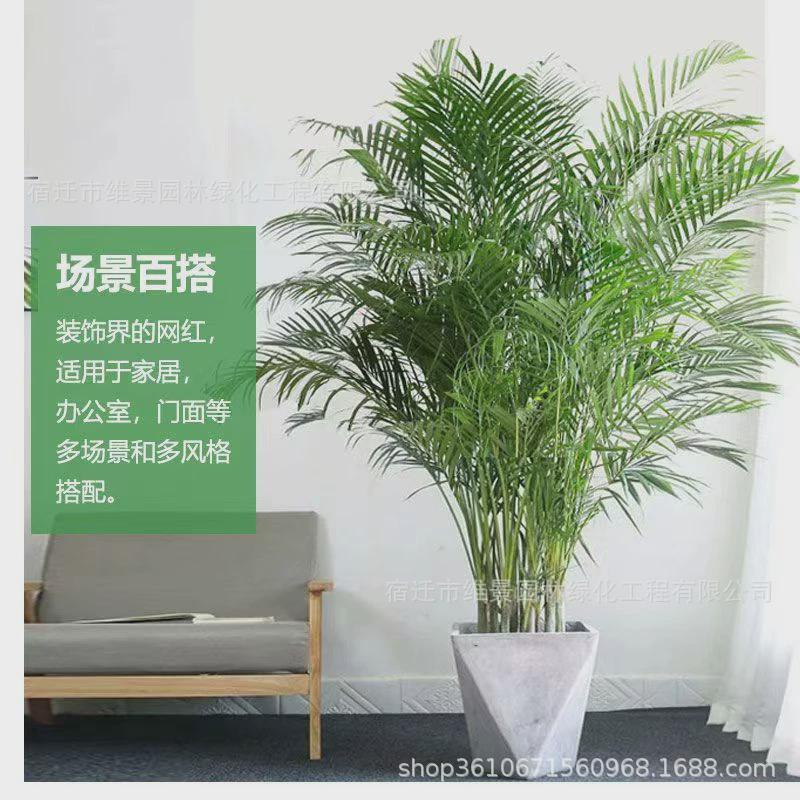 散尾葵绿植大型室内客厅盆栽凤尾竹夏威夷办公室大棵落地网红植物
