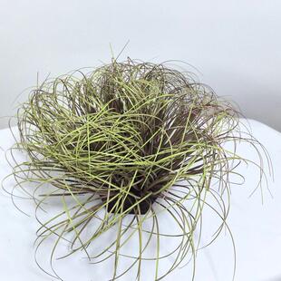 仿真芦苇草草团植物造景草堆仿真隔断软装造景落地橱窗装饰摆件