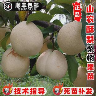 嫁接梨树果苗特大山农酥梨树苗早熟大白梨苗南方北方庭院盆栽地栽