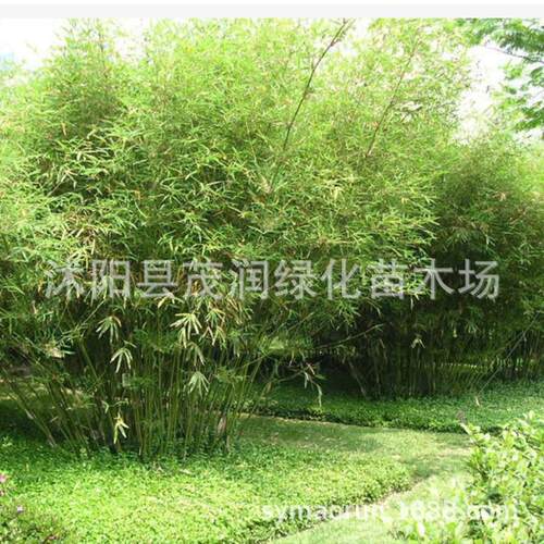 庭院地栽慈孝竹苗植物室内盆栽凤尾竹竹丛生常青绿植风景竹子