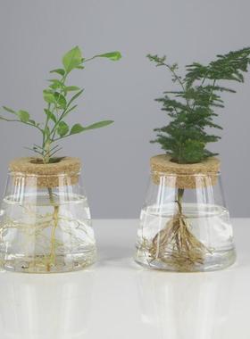 创意水培植物玻璃花瓶透明简约水养绿萝容器装饰客厅桌面插花摆件