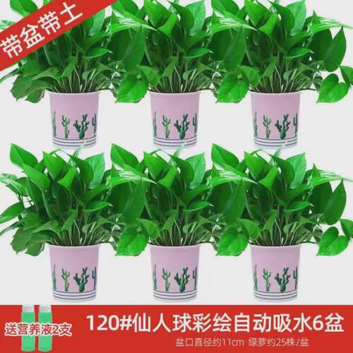 绿萝盆栽室内植物新房吸除气味水培花卉绿植盆景长藤垂吊兰大绿萝
