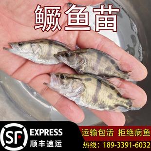 正宗活鳜鱼苗淡水养殖桂花鱼苗鲑鱼苗鳜鱼桂鱼苗翘嘴鳜鱼白鳜花季