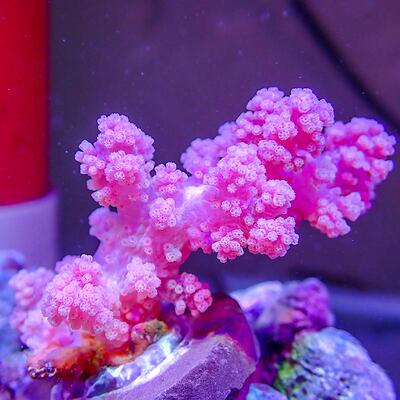 红水生物软体珊瑚海鸡冠lps海水桃花小丑鱼珊瑚水桃花海缸造景观
