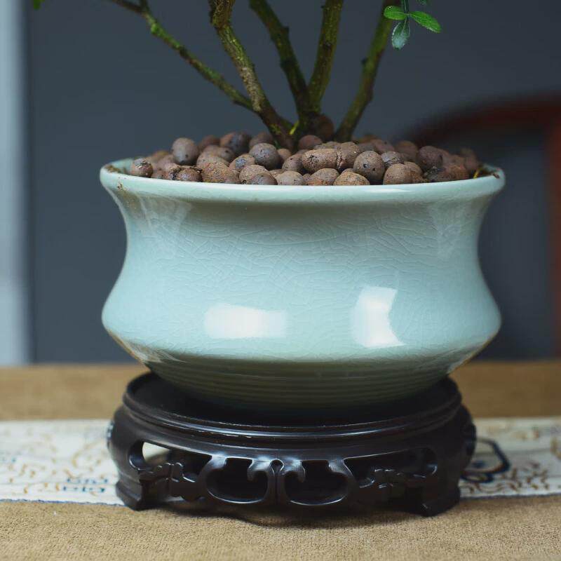zr植物木清香胡椒清香木盆栽室内桌面绿植景岚盆景新中式摆件礼品