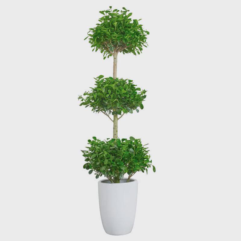三层金钱榕树盆栽绿植客厅中大型观叶摇钱树盆景开业送礼大植物