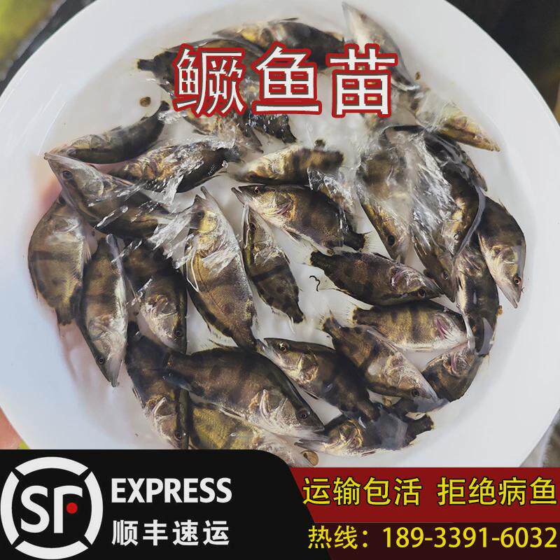 正宗活鳜鱼苗淡水鳜桂花鱼苗鲑鱼苗季桂鱼苗翘嘴鳜鱼白养殖花鳜鱼