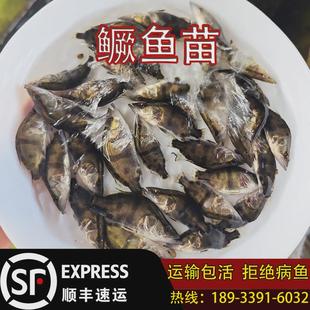 正宗活鳜鱼苗淡水养殖桂花鱼苗鲑鱼苗季桂鱼苗翘嘴鳜鱼白鳜花鳜鱼