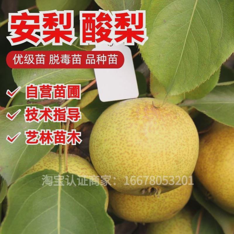 东北老品种安梨树苗大酸梨果苗冻梨磨盘梨苗南方北方种植当年结果