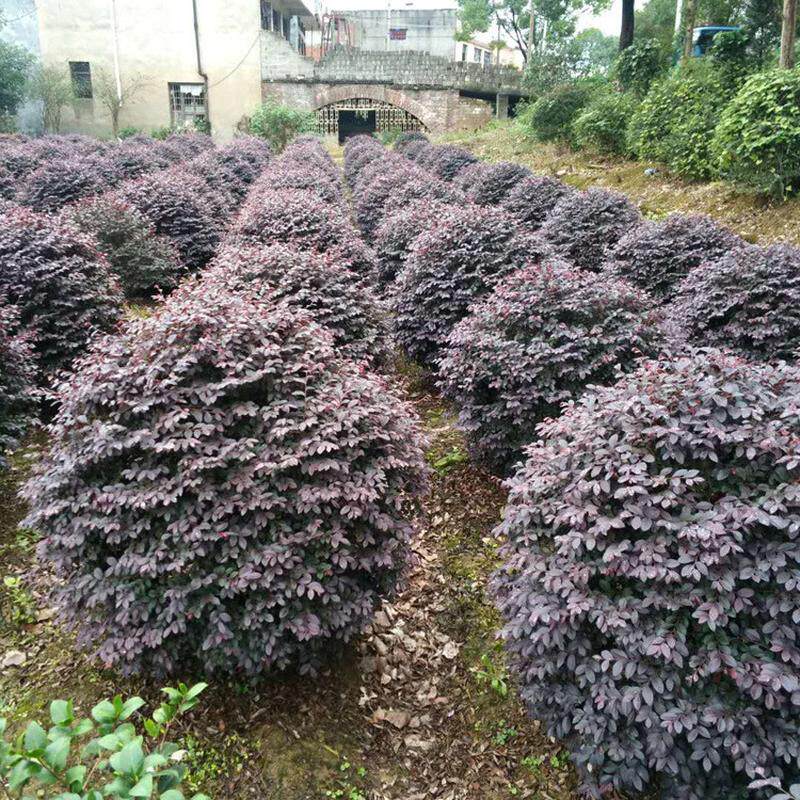 茶花球园林绿化庭院红色花卉茶花球工 程景观植物苗圃灌木茶花树