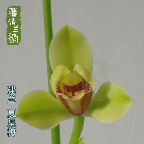夏皇梅兰花苗名品八大建兰四季兰夏季带花苞办公桌茶桌绿植盆栽