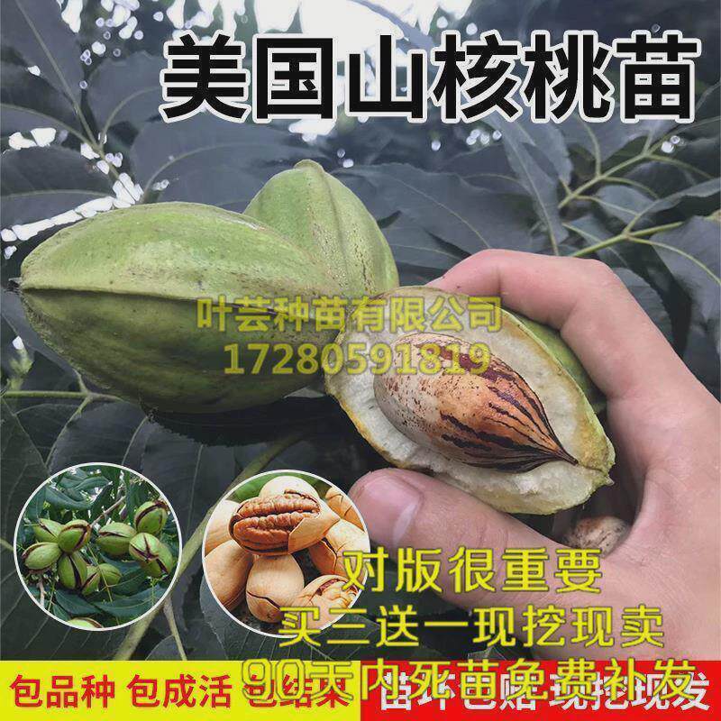 美国山核桃树苗 长寿果苗 美国碧根果树苗 当年结果坚果树苗