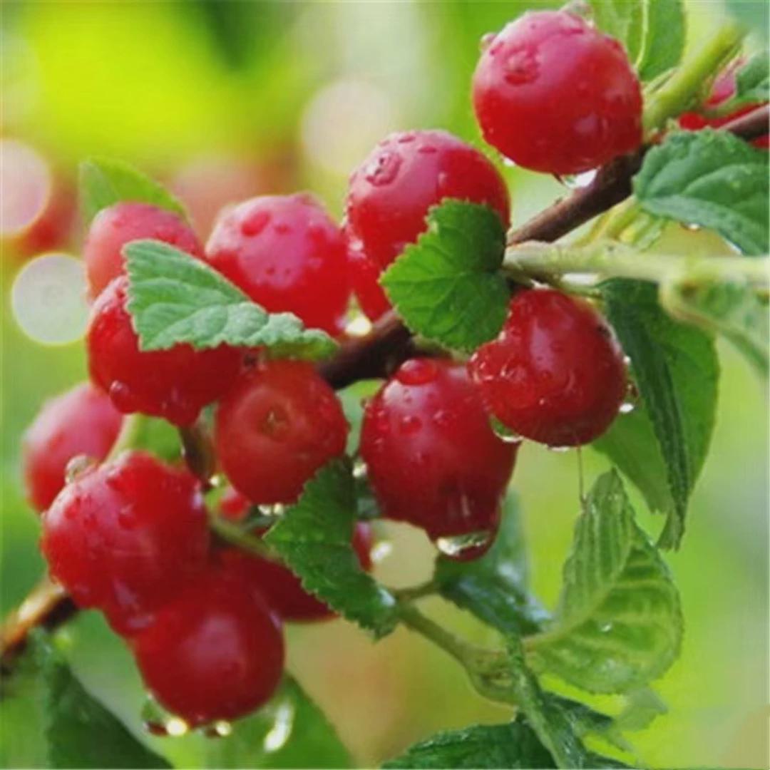 东北小樱桃野生山樱桃树苗矮化毛樱桃苗南方北方盆栽庭院果树果苗