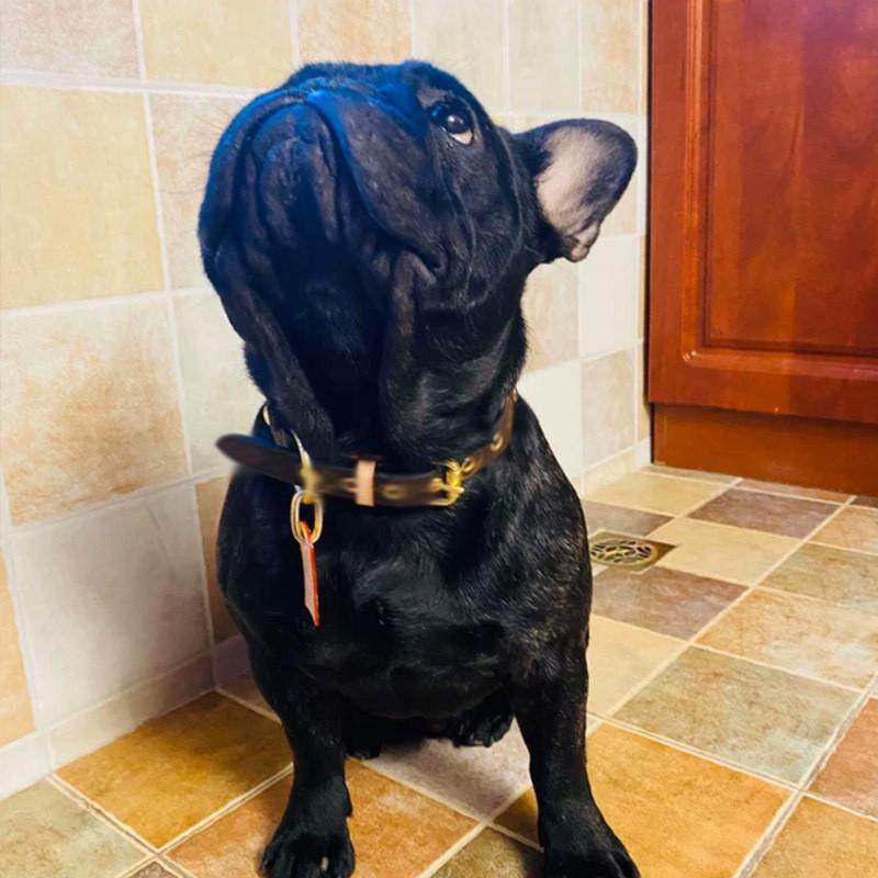 现货宠物狗项圈经典款茶杯犬尔济马泰迪斯法斗英斗猫咪项圈牵引绳