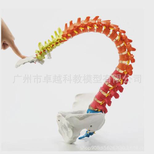 85cm彩色脊椎带骨盆股骨胸骨区分自然大人体脊椎带骨盆模型